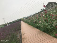 -紫颐香薰山谷景区