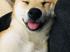 -浣熊柯尔鸭土拨鼠·电玩咖