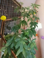 -紫琪尔国际丰胸美胸机构