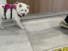 -北京派仕佳德动物医院·超导核磁·CT·神经科·骨科·内外科·急重症管理中心