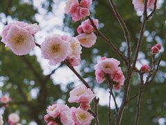 -无锡梅园公园