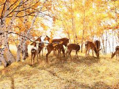 -乌兰布统景区-白桦林