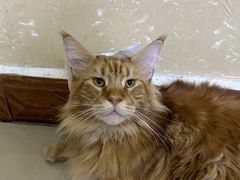 -帕帕拉兹宠物(亚洲旗舰店)