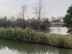 -芒洲湿地公园