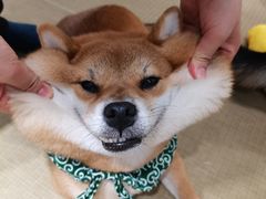 -逗柴咖啡屋·狗咖猫咖宠物桌游