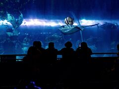 -华夏文旅海洋公园