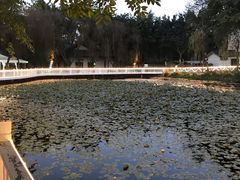 -巴山一绝烤全羊(三圣乡刘家花园店)