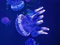 -石家庄极地海洋世界