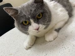 -瑞鹏宠物医院·普外科·影像科·皮肤科(城市山谷分院)