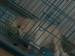 -翊宠yipet猫狗购宠庄园犬舍•猫舍