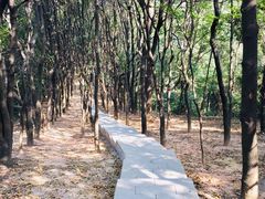 -火炉山森林公园