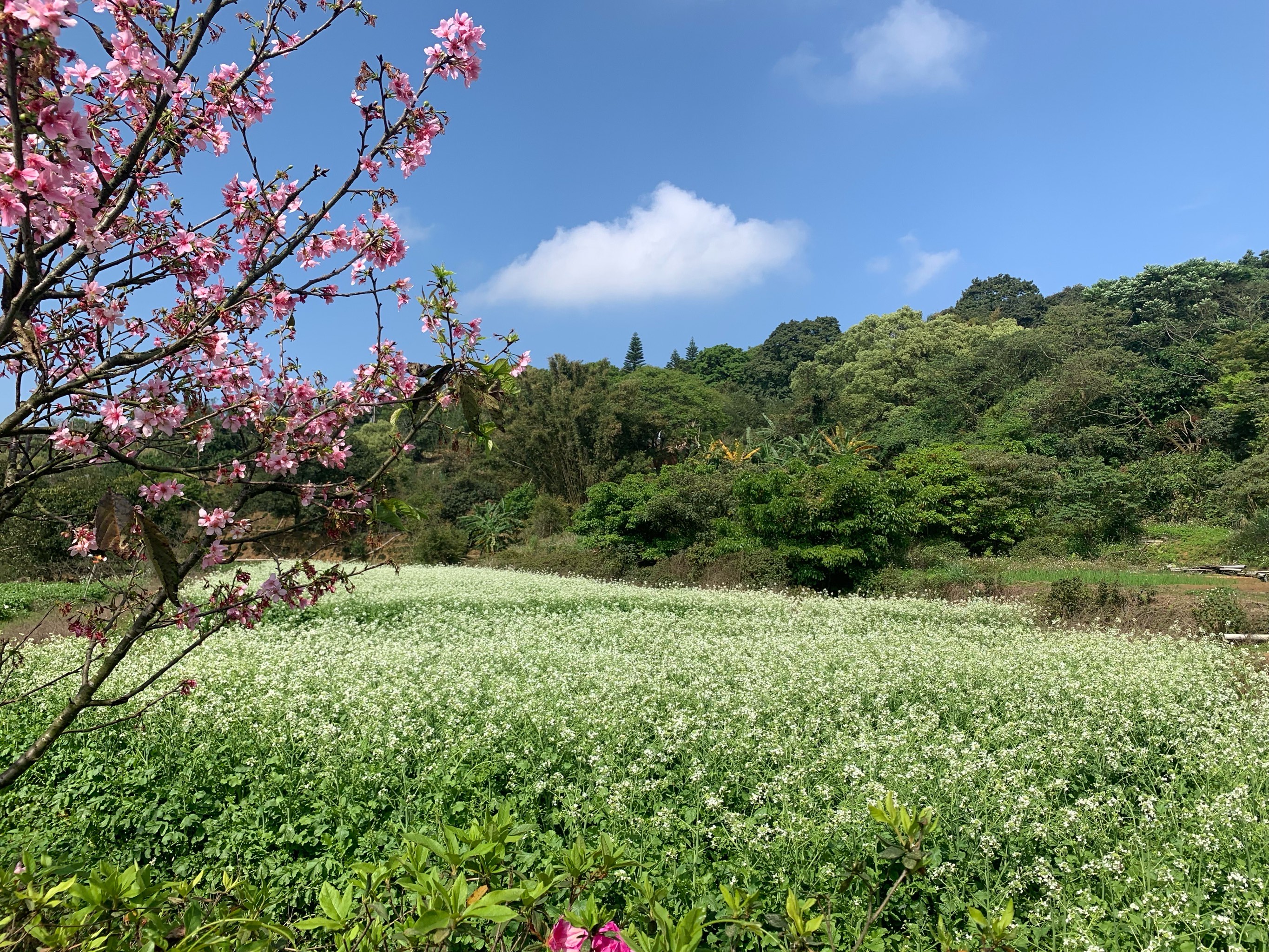 三芝茶图片