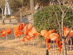 -青岛森林野生动物世界