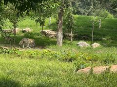 -北京野生动物园