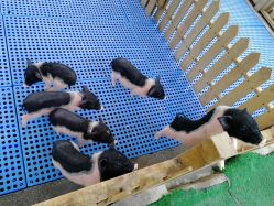 -萌宠亲子动物乐园(槐房万达店)