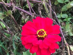 -莲花山花海