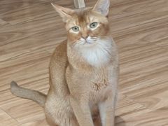 -MOCHA明星猫咖(田子坊店)