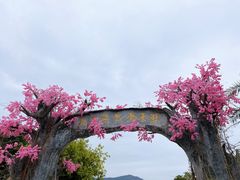 -天适樱花悠乐园