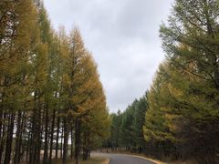 -塞罕坝国家级自然保护区