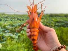 -七的湖·晚芳亭·阳澄湖农家菜·大闸蟹(莲花岛店)