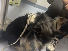 -宠物星动物医院·眼科·异宠·猫科(江南大道总院)