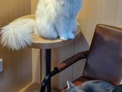 -MOCHA明星猫咖(田子坊店)