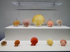 -贝壳王国博物馆