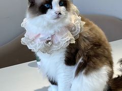 -怪兽屋·羊驼·猫咖·狗咖(俊华广场店)