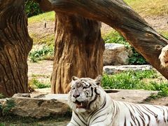 -北京野生动物园