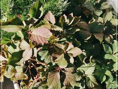 -可稵咖啡面包蛋糕(休斯顿店)