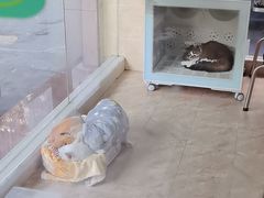 -瑞鹏宠物医院·夜间急症·心超·猫科(祖庙分店)
