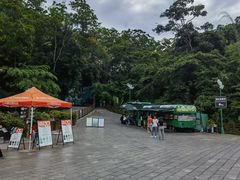 -西双版纳原始森林公园
