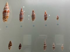 -青岛贝壳博物馆