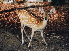 -清迈夜间动物园