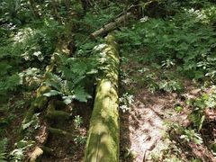 -五营红松林海景区