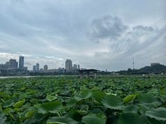 -月湖风景区