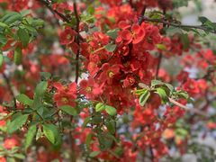 -莲池书院博物馆