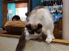 -猫小院猫主题咖啡厅(北锣店)