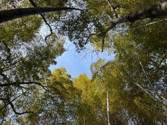 -上海佘山国家森林公园天马山园