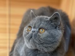 -猫十亿·布偶金渐层·曼基康矮脚猫舍(青年路店)