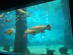 -北戴河圣蓝海洋公园