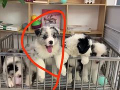 -翊宠yipet猫狗购宠庄园犬舍•猫舍