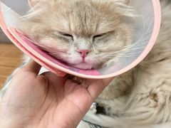 -瑞派名望志远动物医院·猫科·內科·异宠专科(直港大道店)