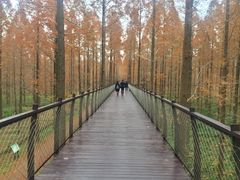 -黄海国家森林公园