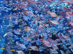 -成都浩海立方海洋公园