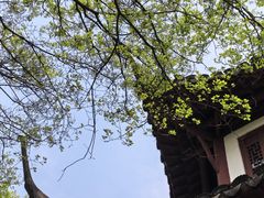 -上海佘山国家森林公园天马山园