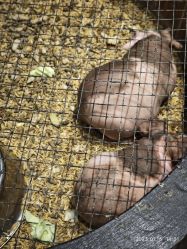 -酷嗒动物文化乐园(cutezoo西溪乐天城店)