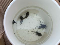 -绿堤公园