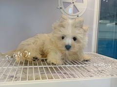 -翊宠yipet猫狗购宠庄园犬舍•猫舍