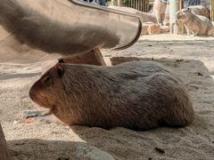 -北京野生动物园